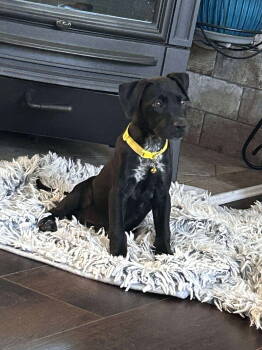 Rescue Labrador Retriever Dogs for Adoption in Pomfret, Connecticut - JULIE | PetCurious