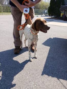 German Shorthaired Pointer Dogs Available for Adoption - Lucy 2 | PetCurious