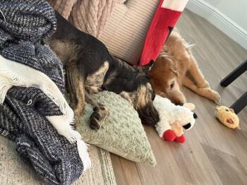 Rescue Plott Hound Dogs for Adoption in Tampa, Florida - Millie | PetCurious