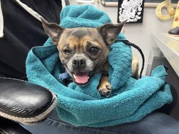 SAMWELL -  Pug and Mixed Breed Dog for Adoption in Aurora, Colorado - SAMWELL | PetCurious