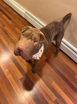 Rescue Shar Pei Dogs for Adoption in South Lake Tahoe, California - Churro | PetCurious