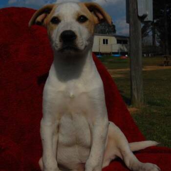 Mixed Breed Dogs Available for Adoption - Delaney Dukes | PetCurious