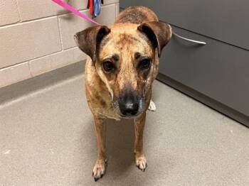 PIPER -  Terrier and Mixed Breed Dog for Adoption in Colorado Springs, Colorado - PIPER | PetCurious
