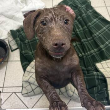 Crumpet -  Mixed Breed Dog for Adoption in Charleston, West Virginia - Crumpet | PetCurious