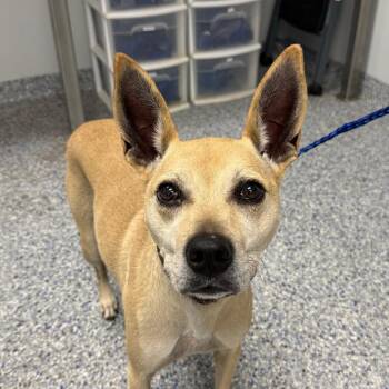 Daisy -  Terrier and Mixed Breed Dog for Adoption in Greenville, South Carolina - Daisy | PetCurious