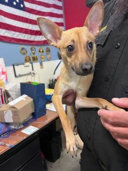 Bruiser -  Chihuahua Dog for Adoption in Twentynine Palms, California - Bruiser | PetCurious