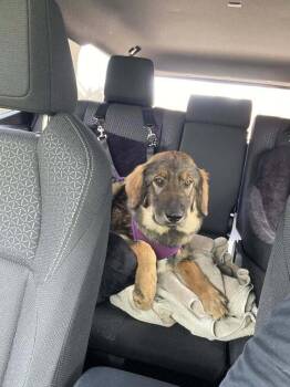 Great Pyrenees and Shepherd Dogs Available for Adoption - Scarlet | PetCurious