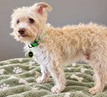 Benny -  Terrier Dog for Adoption in Evergreen, Colorado - Benny | PetCurious