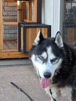 Meet Marshall — Your Walking Buddy, Belly-Rub Enthusiast, and Fu -  Siberian Husky Dog for Adoption in Missoula, Montana - Meet Marshall — Your Walking Buddy, Belly-Rub Enthusiast, And Fu | PetCurious