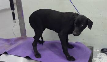Labrador Retriever and Mixed Breed Dogs Available for Adoption in Houston, Texas - A2069418 | PetCurious