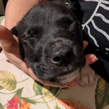 Quartz -  Pit Bull Terrier and Catahoula Leopard Dog Dog for Adoption - Quartz | PetCurious