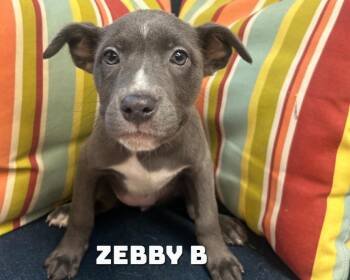 Zebby B -  American Bully Dog for Adoption in Dyersburg, Tennessee - Zebby B | PetCurious