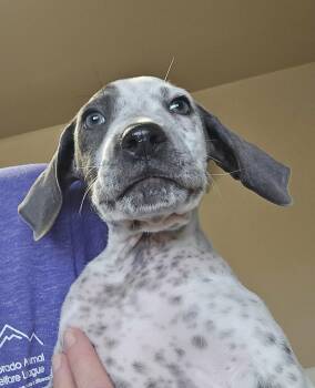 George -  Pointer and Hound Dog for Adoption in Castle Rock, Colorado - George | PetCurious