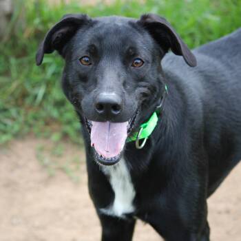 Joey -  Black Labrador Retriever Dog for Adoption in Hayward, Wisconsin - Joey | PetCurious