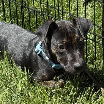 Mixed Breed Dogs Available for Adoption in Pleasant Valley, New York - Oscar | PetCurious