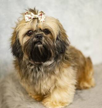 Rescue Shih Tzu Dogs for Adoption in Neosho, Missouri - Skylar | PetCurious