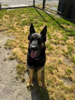 German Shepherd Dog Dogs Available for Adoption - Raven | PetCurious