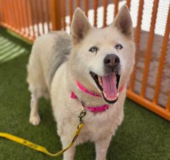 Husky Dogs Available for Adoption in Las Vegas, Nevada - MIA | PetCurious