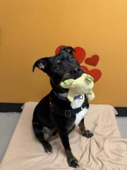 Kratos -  Pit Bull Terrier Dog for Adoption in Bellingham, Washington - Kratos | PetCurious