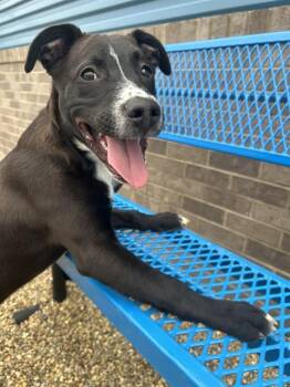 RYDER -  Staffordshire Bull Terrier and Mixed Breed Dog for Adoption in Kalamazoo, Michigan - RYDER | PetCurious