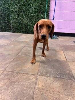 61178379 -  Mixed Breed Dog for Adoption in El Paso, Texas - 61178379 | PetCurious