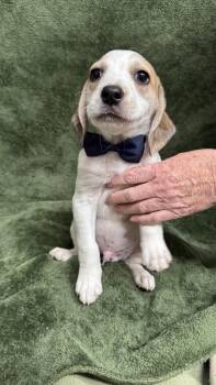 Beagle Dogs Available for Adoption in Knoxville, Tennessee - Binotto | PetCurious