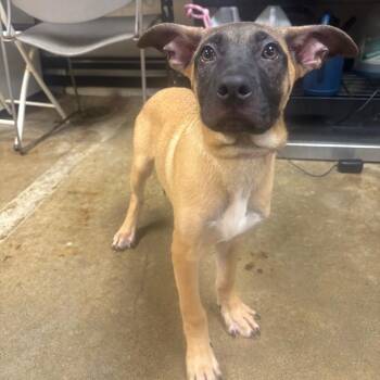 Spruce -  Pug and Shepherd Dog for Adoption - Spruce | PetCurious