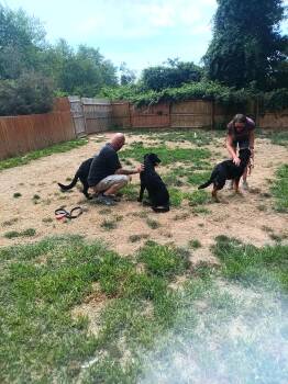 CHOPPER - Pick of the litter -  German Shepherd Dog Dog for Adoption in Edgemoor, Delaware - CHOPPER - Pick Of The Litter | PetCurious