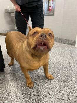 Mixed Breed Dogs Available for Adoption - HOT POCKET | PetCurious