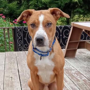 Danny -  Catahoula Leopard Dog and Border Collie Dog for Adoption in Saratoga Springs, New York - Danny | PetCurious