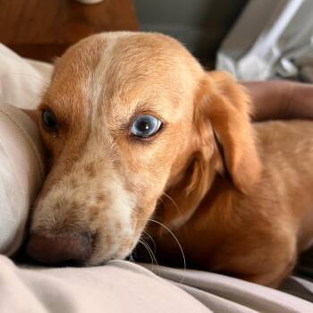 Lily -  Dachshund Dog for Adoption in Nowata, Oklahoma - Lily | PetCurious