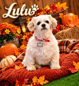 Lulu -  Shih Tzu Dog for Adoption in Indianapolis, Indiana - Lulu | PetCurious