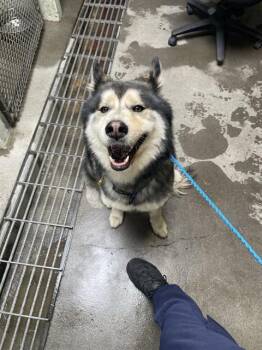 Siberian Husky Dogs Available for Adoption in Stockton, California - RIDDLE | PetCurious
