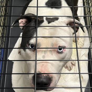 Pit Bull Terrier Dogs Available for Adoption in Harrisonburg, Virginia - 70934 | PetCurious