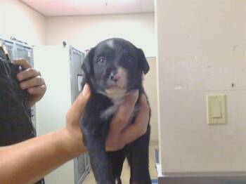Labrador Retriever Dogs Available for Adoption in Sacramento, California - A913189 | PetCurious