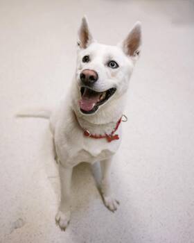 Rescue Husky Dogs for Adoption in Cincinnati, Ohio - Lucky | PetCurious