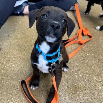 Poppy -  Mixed Breed Dog for Adoption in Skokie, Illinois - Poppy | PetCurious