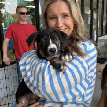 Lenny -  Labrador Retriever and Shepherd Dog for Adoption in Sanford, North Carolina - Lenny | PetCurious