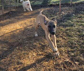 Great Dane Dogs Available for Adoption - Blaine | PetCurious
