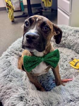 Pit Bull Terrier and Mixed Breed Dogs Available for Adoption in New Orleans, Louisiana - Percy | PetCurious