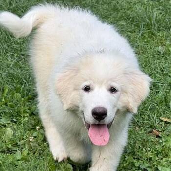 Elsa in OH - Confident, Loving & Joyful -  Great Pyrenees Dog for Adoption in Beacon, New York - Elsa In OH - Confident, Loving & Joyful | PetCurious
