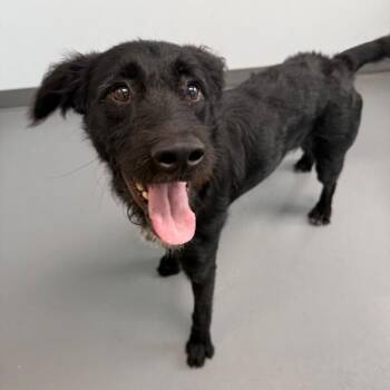 Ranger -  Black Labrador Retriever and Mixed Breed Dog for Adoption in Roanoke, Virginia - Ranger | PetCurious