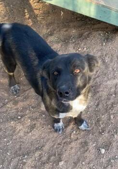 Rescue Labrador Retriever and Corgi Dogs for Adoption in Acton, California - Austin, Happy, Lab Retriever, Corgi Mix | PetCurious