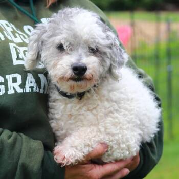 Poodle and Mixed Breed Dogs Available for Adoption in Stormville, New York - CT Mavii | PetCurious