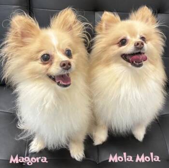 Magora -  Pomeranian and Mixed Breed Dog for Adoption in Mason, Michigan - Magora | PetCurious
