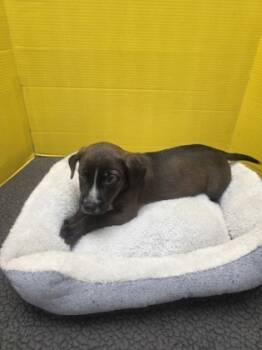 Rescue Mixed Breed Dogs for Adoption in Houston, Texas - Turkey | PetCurious