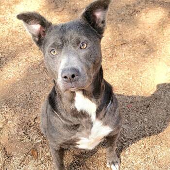Rescue Black Labrador Retriever Dogs for Adoption in Valley, Alabama - Pocahontas | PetCurious