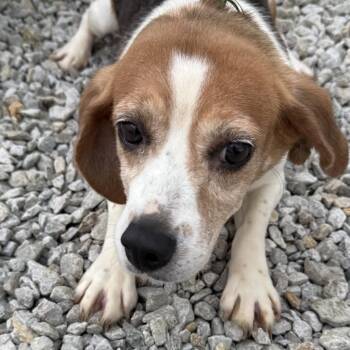 Sophia -  Beagle Dog for Adoption in Nowata, Oklahoma - Sophia | PetCurious
