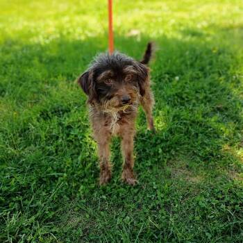 Poodle Dogs Available for Adoption in Maynardville, Tennessee - Amber | PetCurious