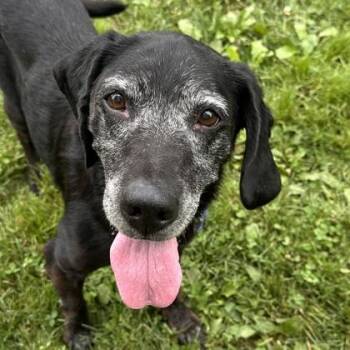 Gladys -  Mixed Breed Dog for Adoption in Lansing, Michigan - Gladys | PetCurious